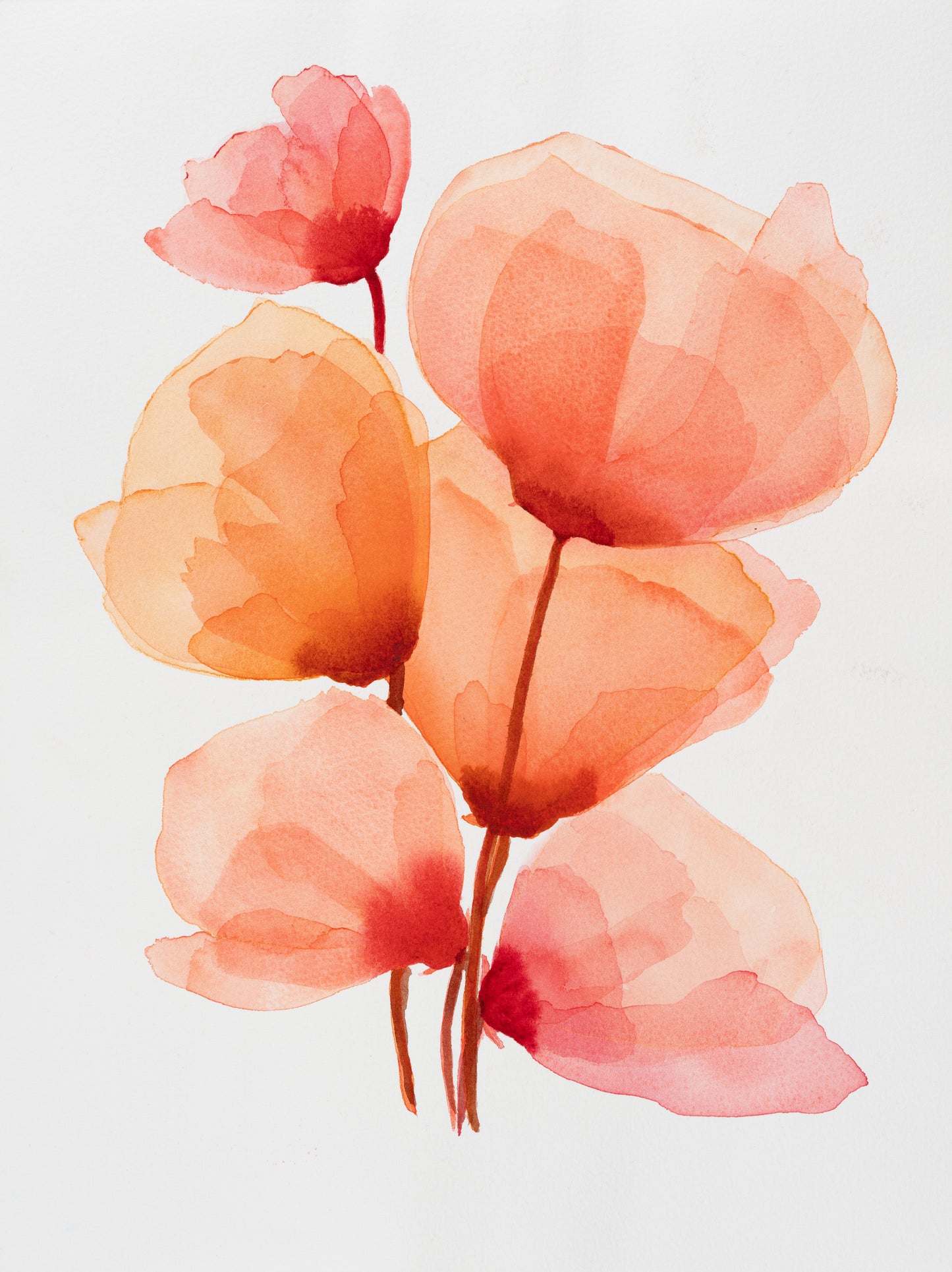 Flammeblomst